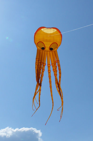Datei:Aiolos Octopus.jpg